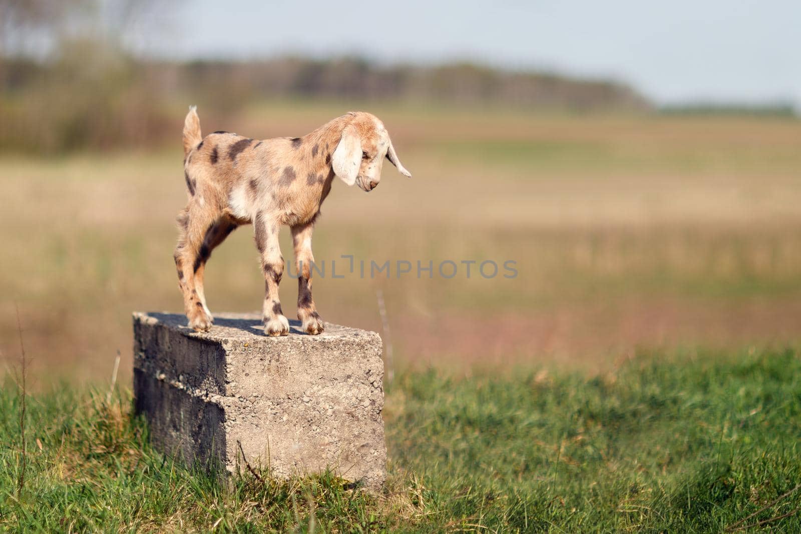 Brown spotted nice little goatling standing on a concrete block by Lincikas