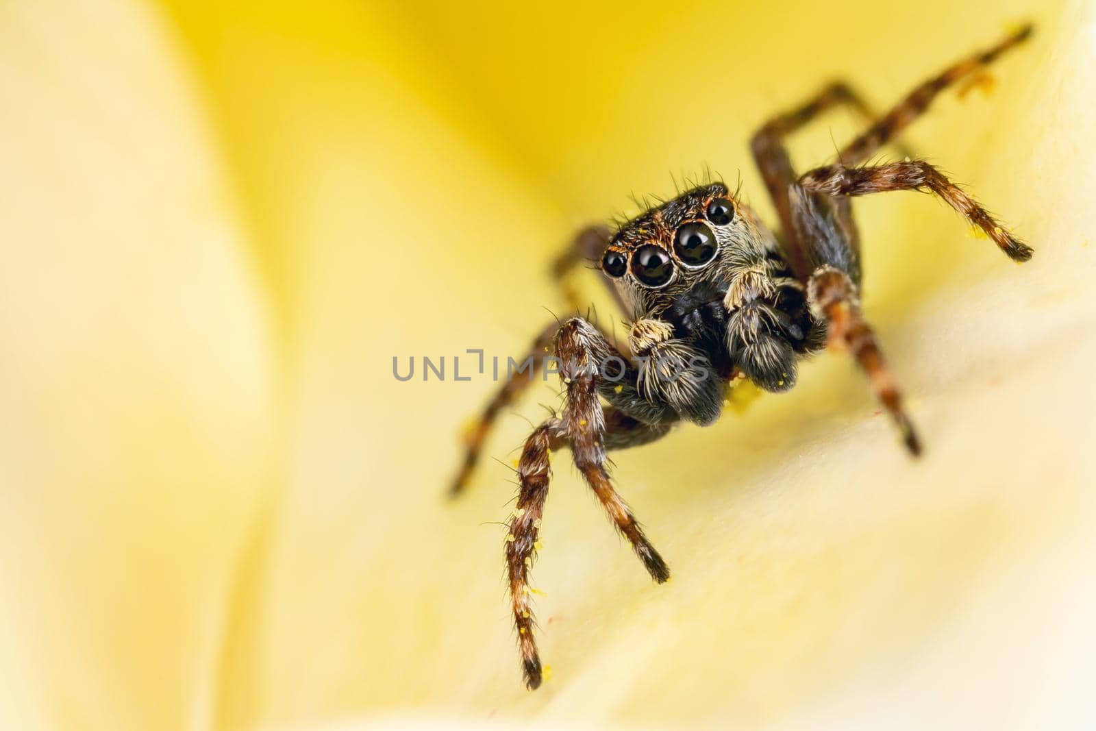 Jumping spider on the nice plant in the yellow background by Lincikas