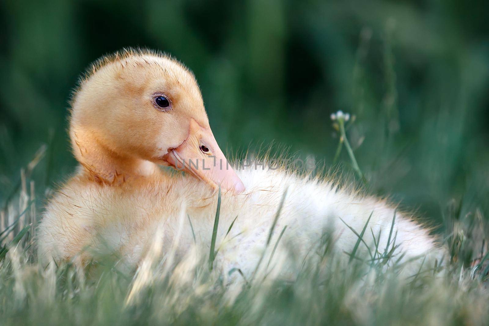 One nice  ducklings rest on the grass and warmed up in the sun