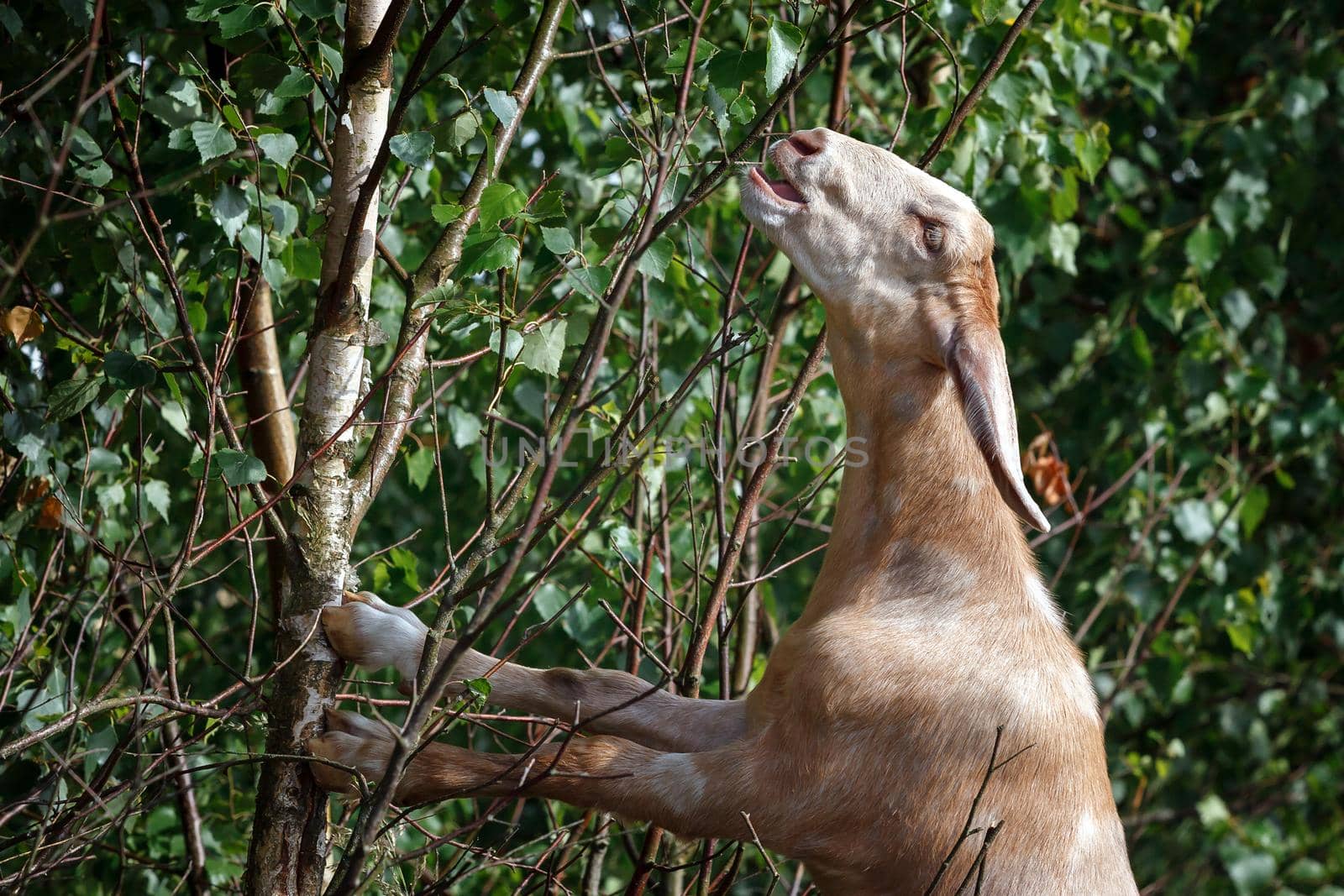 Anglo nubian goat taste fresh birch tree leaves