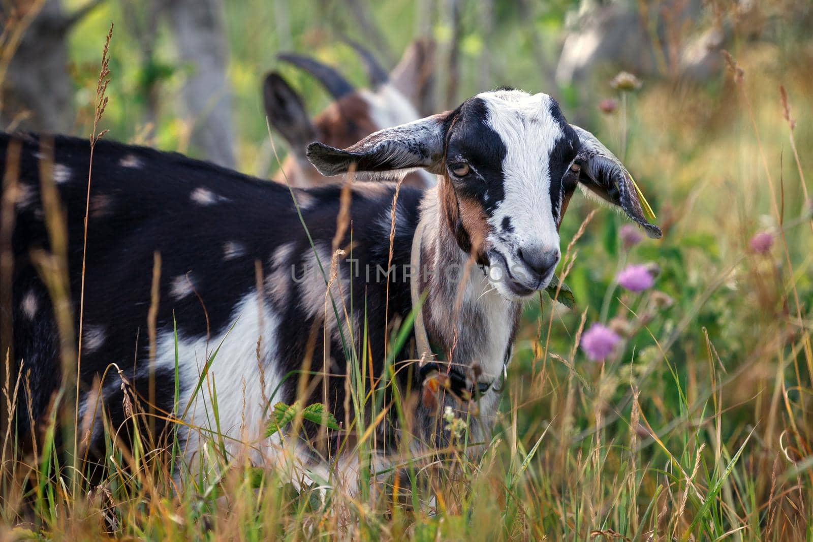 Young colorful spotted male goatling between meadow flowers