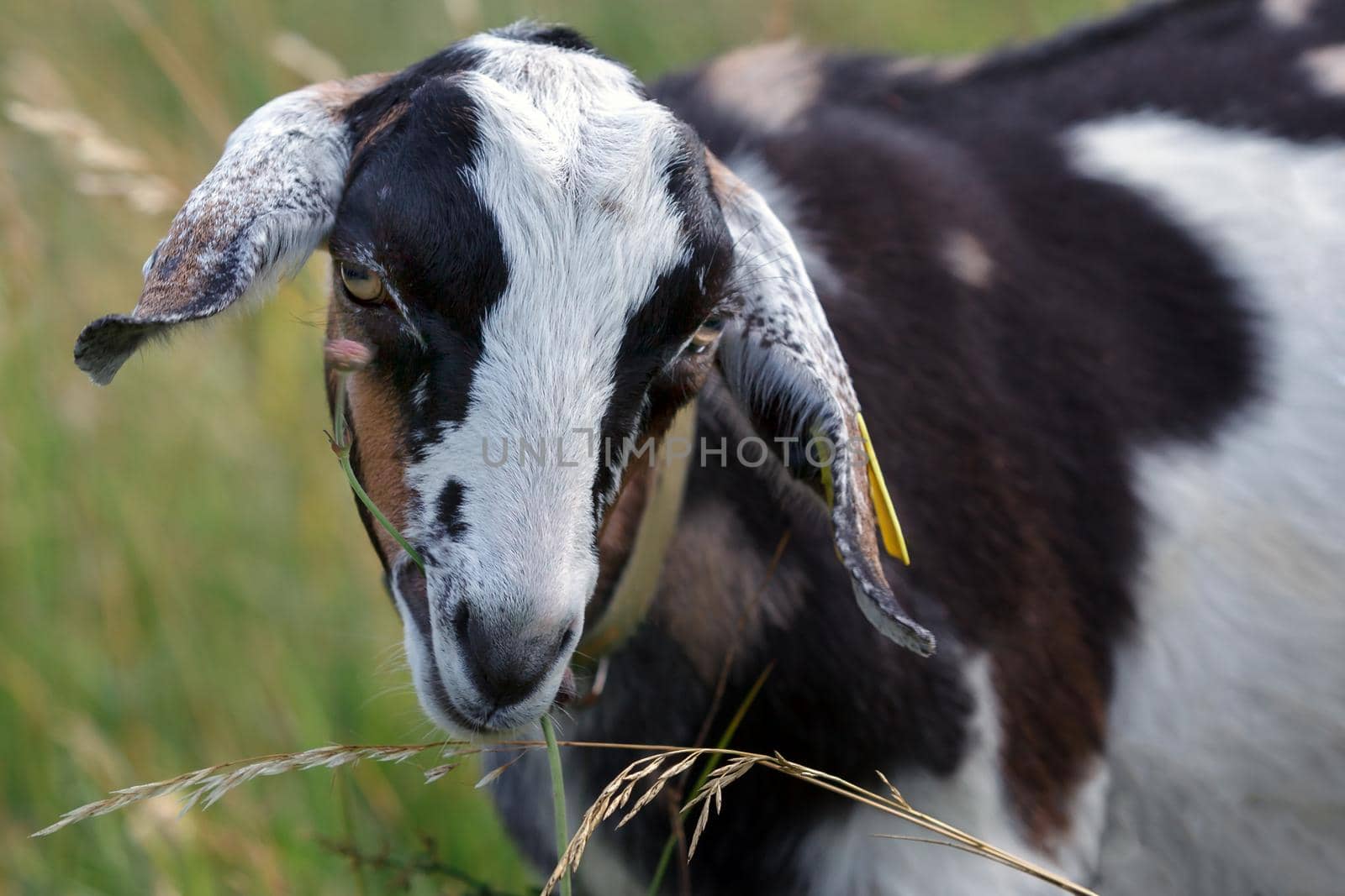 Portrait of  goatling in the meadow with a flower in the mouth by Lincikas