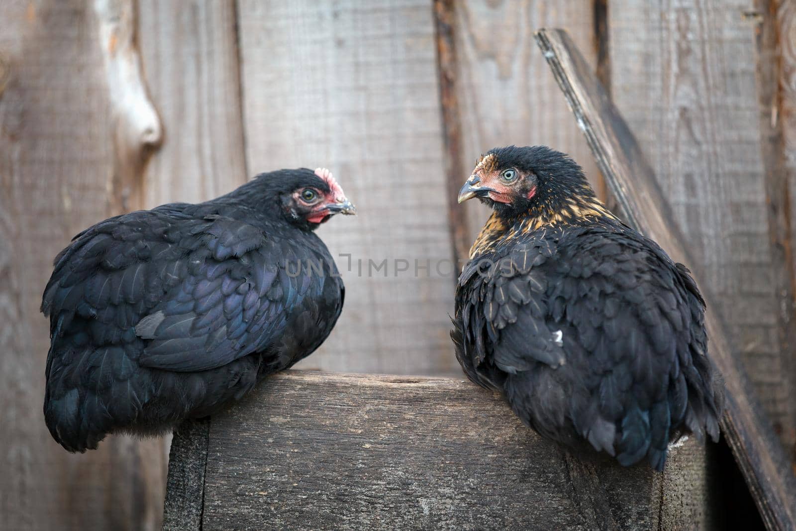 Two similar black color hens sitting on the old wooden box