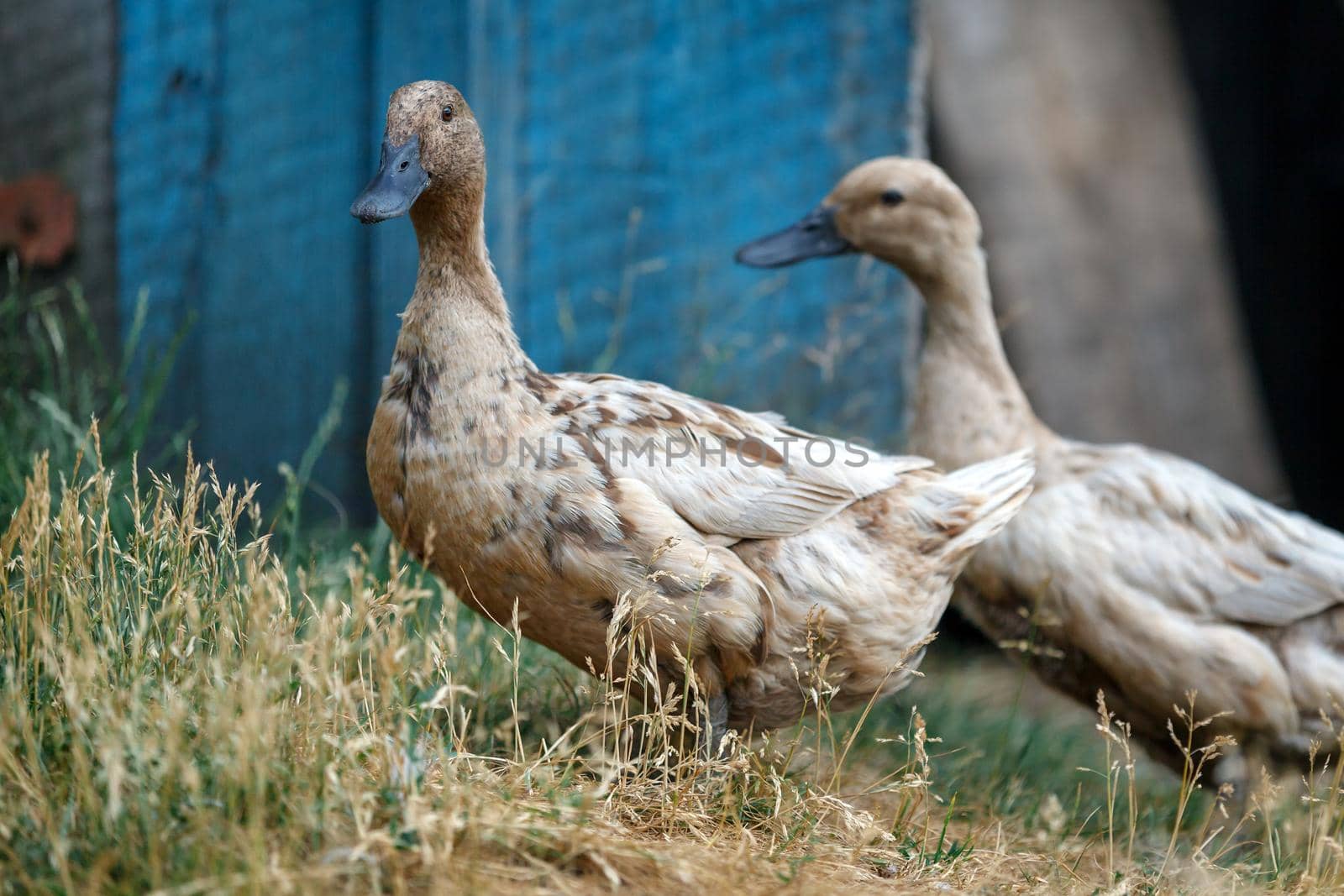 Two beautiful brown duck walking in the yard