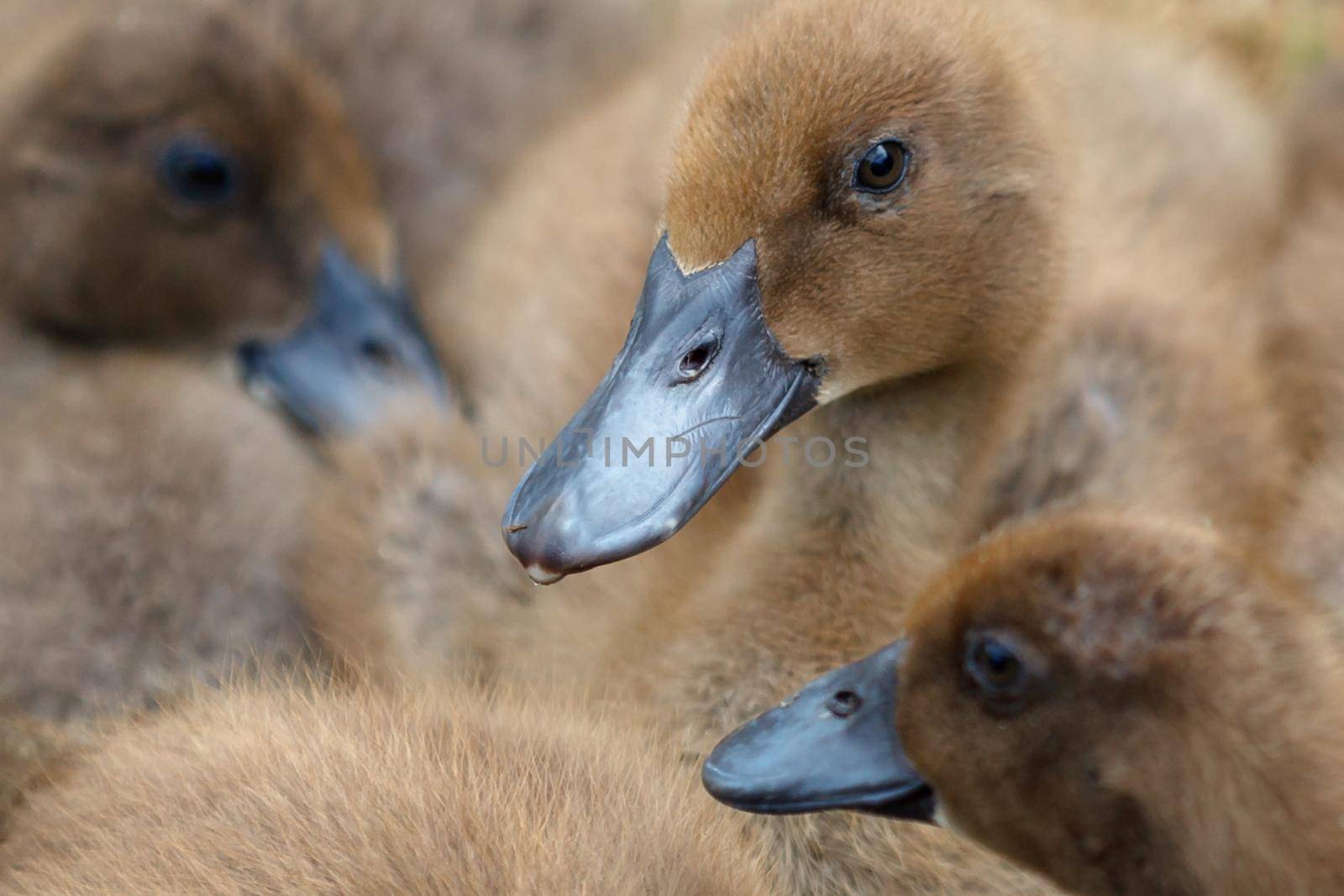 Nice brown and fluffy ducklings rest by Lincikas