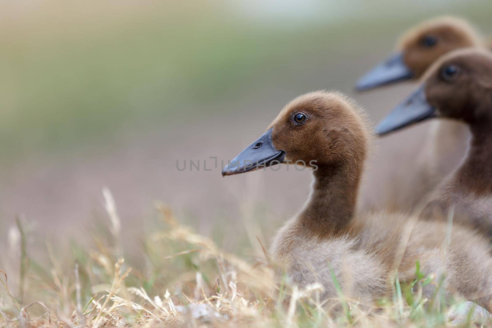 Portrait of three nice brown ducklings  by Lincikas