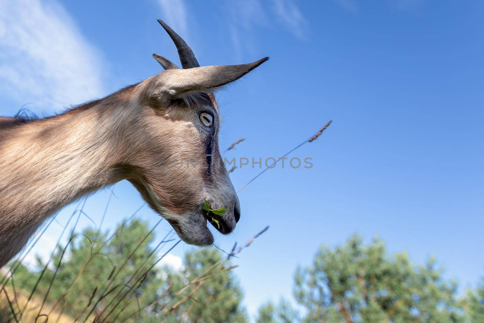 Portrait of a goat on the blue sky background by Lincikas