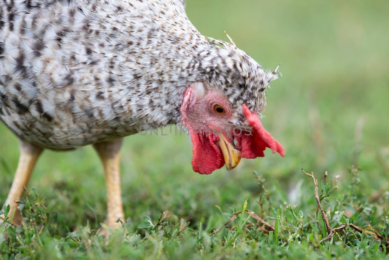 Speckled gray and white hen peck green grass in the yard