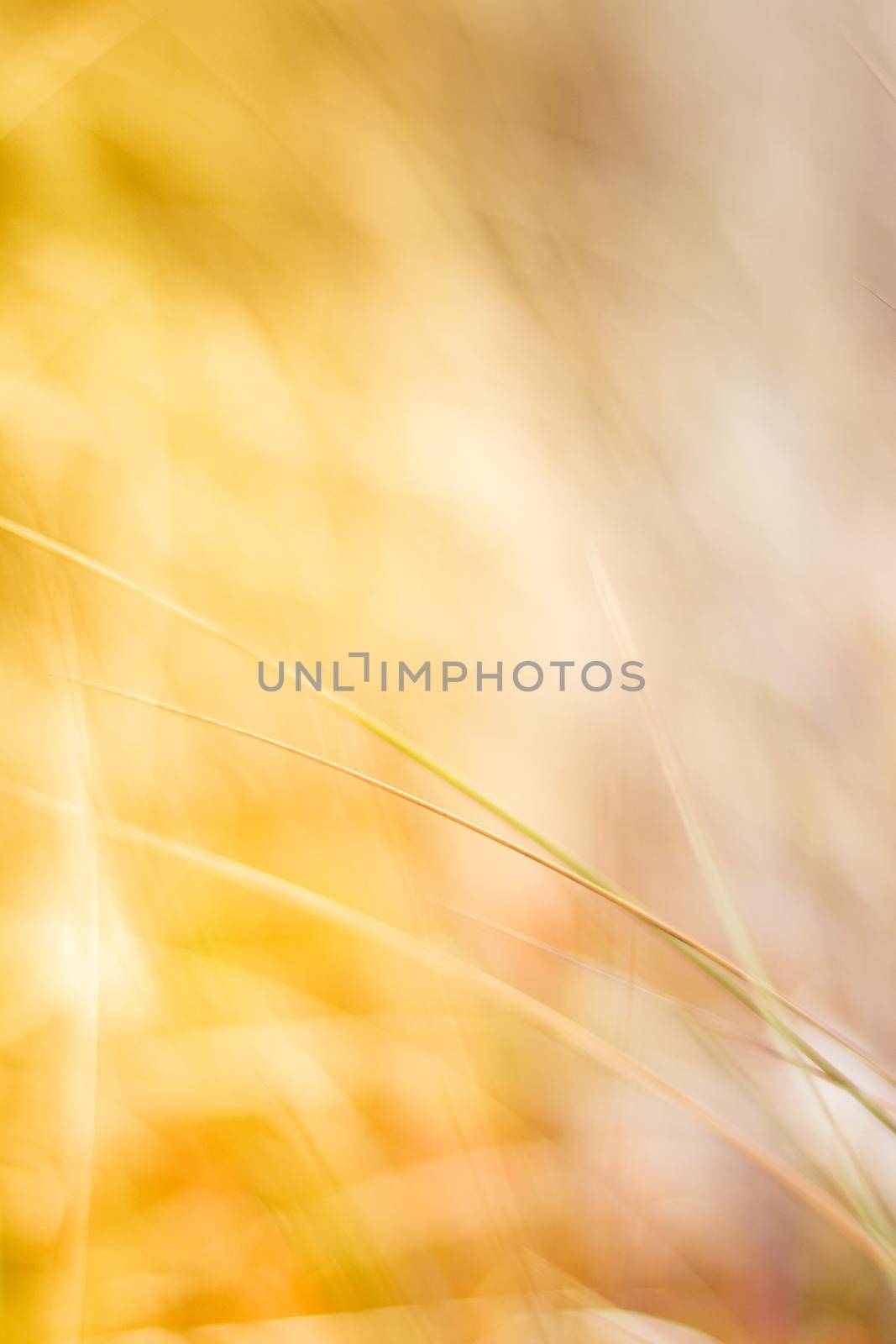 Sunshine over the summer field - beauty in nature, balanced lifestyle, environmental concept. Enjoying the sense of freedom