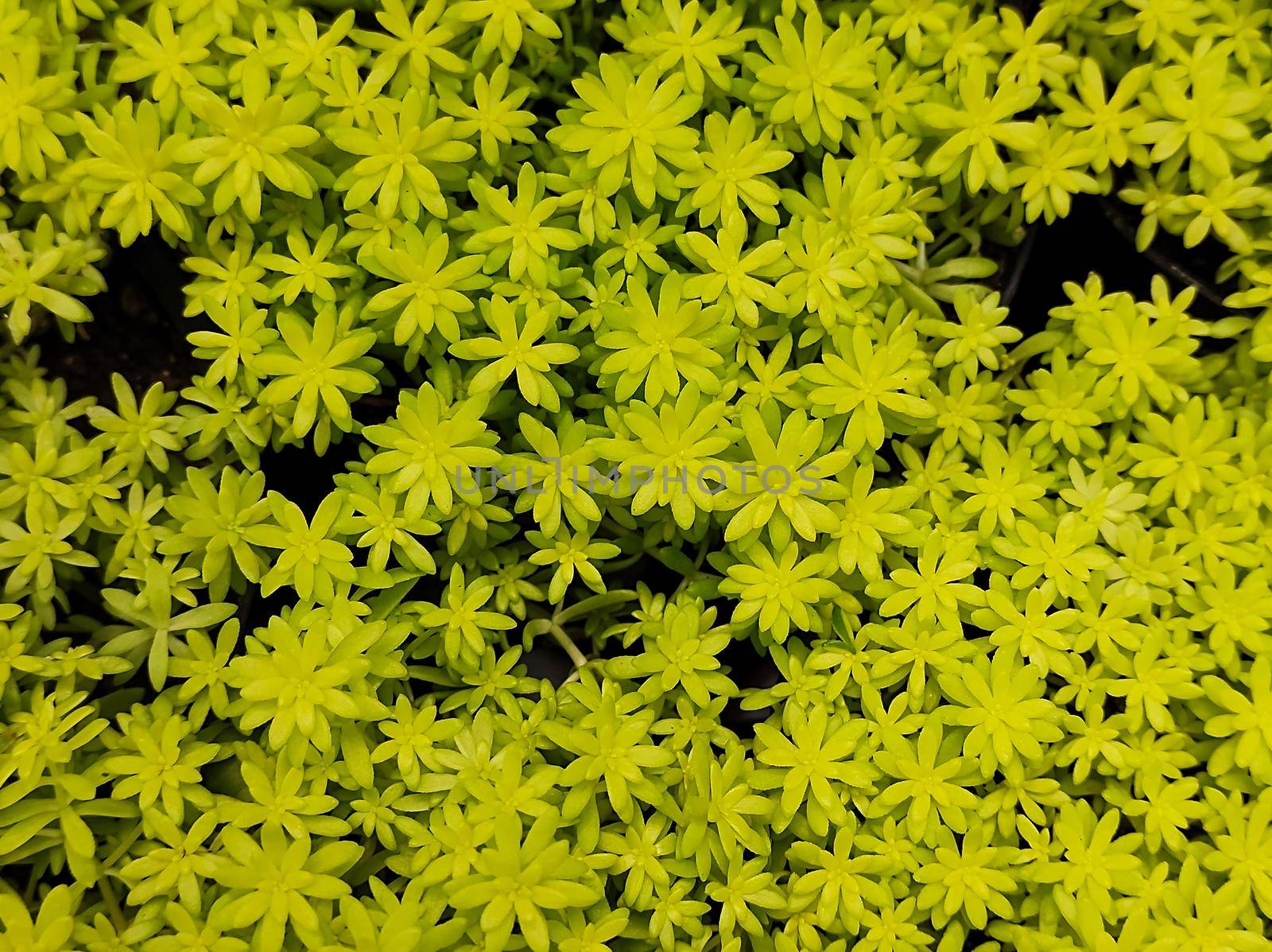 Minuscule foliage texture of Sedum succulent (Sedum Japonicum Tokyo Sun), in close up view.