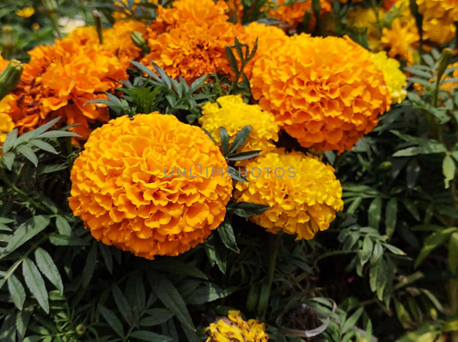 Close-up of flowers and leaves of the yellow marigold (Marigold) or yellow carnation flower, in a garden bed.