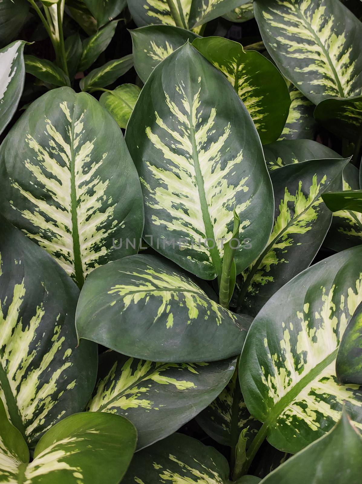 Front view of beautiful lush green foliage of Dieffenbachia Snow, in an indoor flower bed.