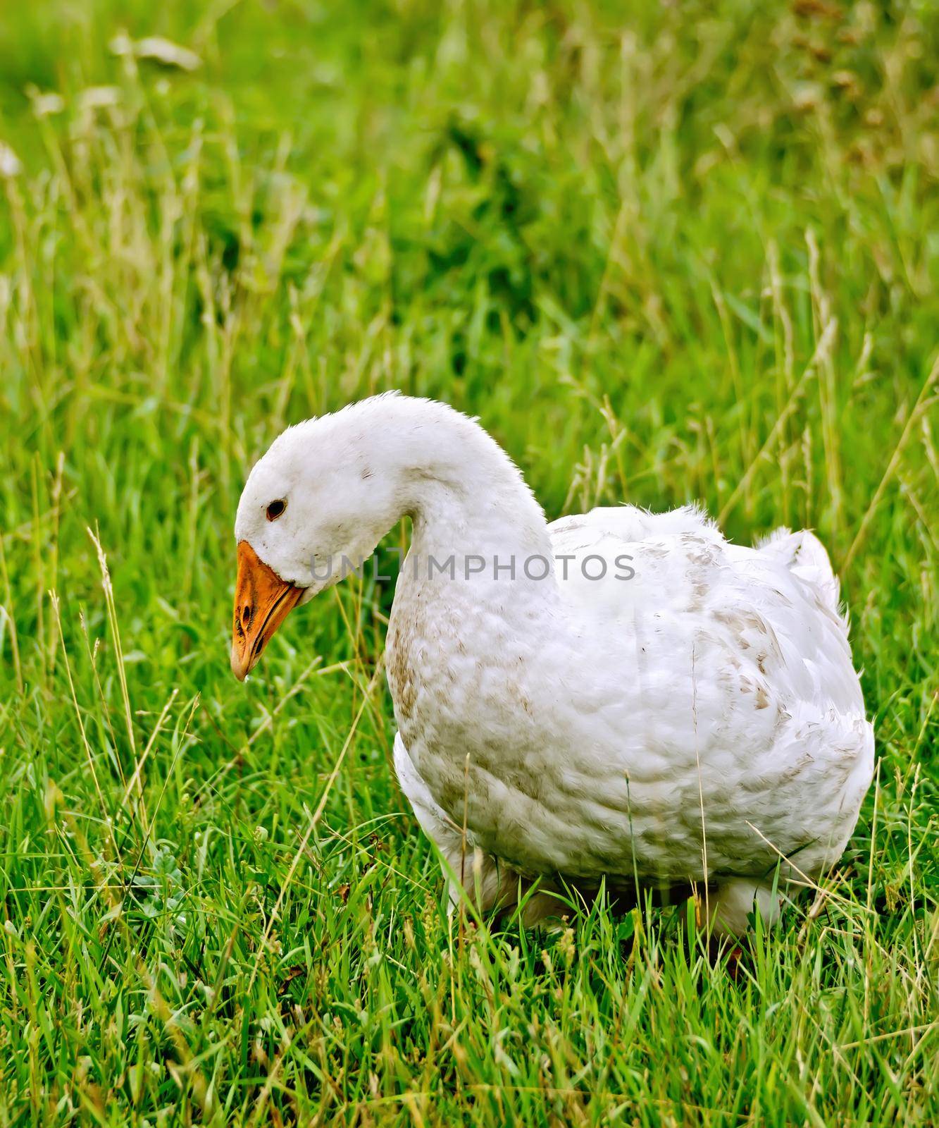 Goose white on grass by rezkrr