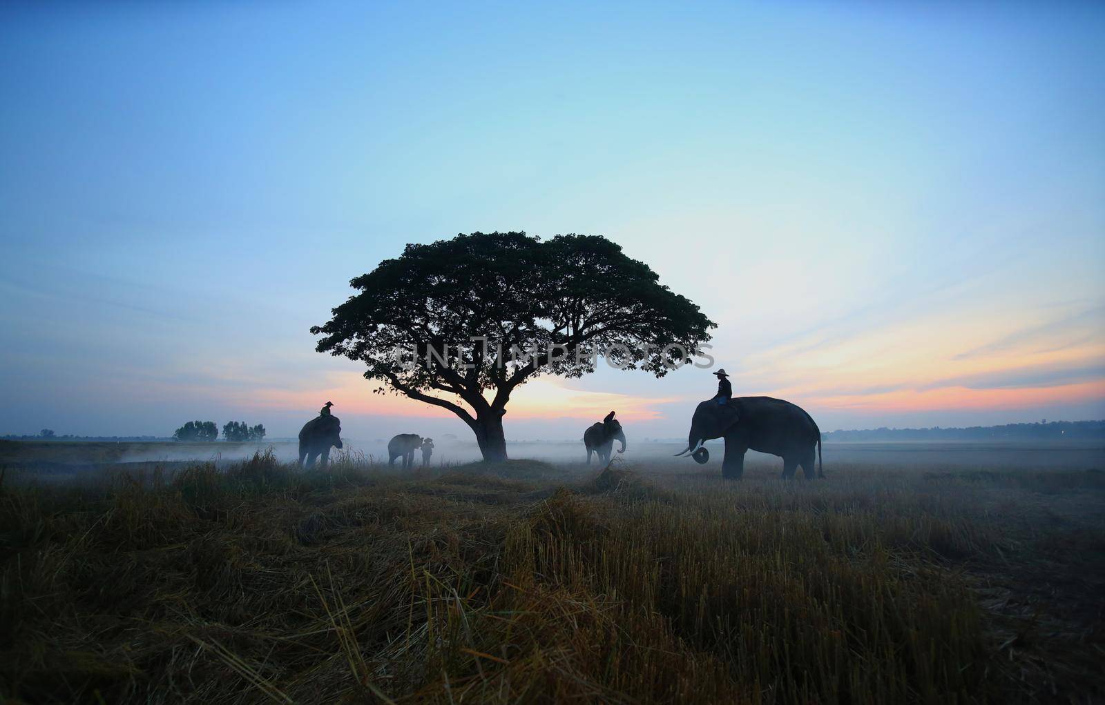 Thailand Countryside; Silhouette elephant on the background of sunset, elephant Thai in Surin Thailand. by chuanchai