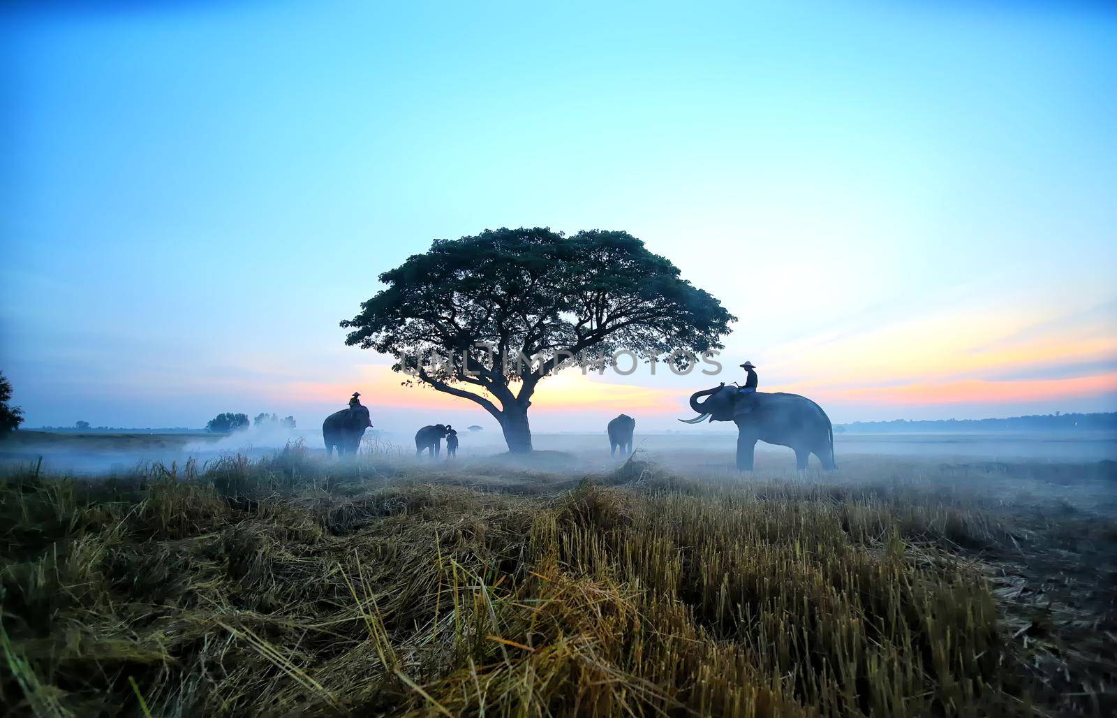 Thailand Countryside; Silhouette elephant on the background of sunset, elephant Thai in Surin Thailand.