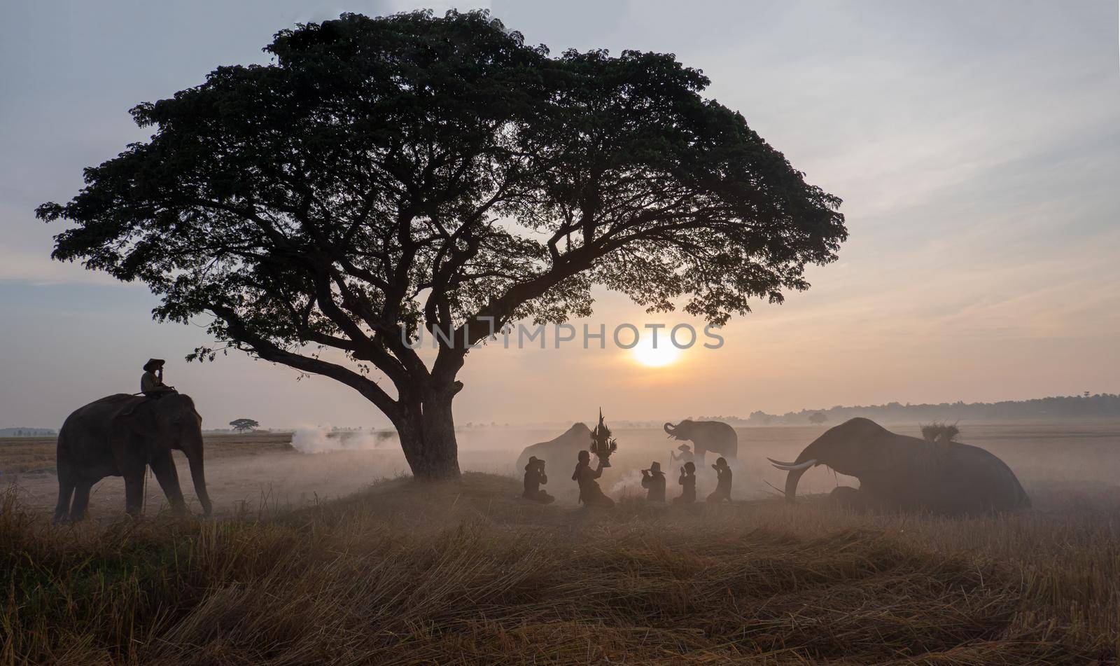 Thailand Countryside; Silhouette elephant on the background of sunset, elephant Thai in Surin Thailand. by chuanchai