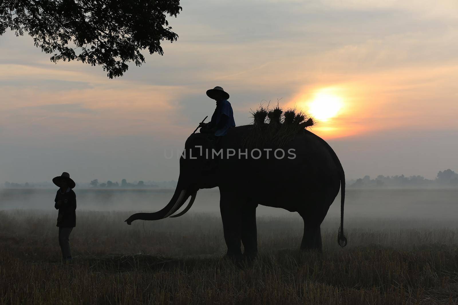 Thailand Countryside; Silhouette elephant on the background of sunset, elephant Thai in Surin Thailand.	
