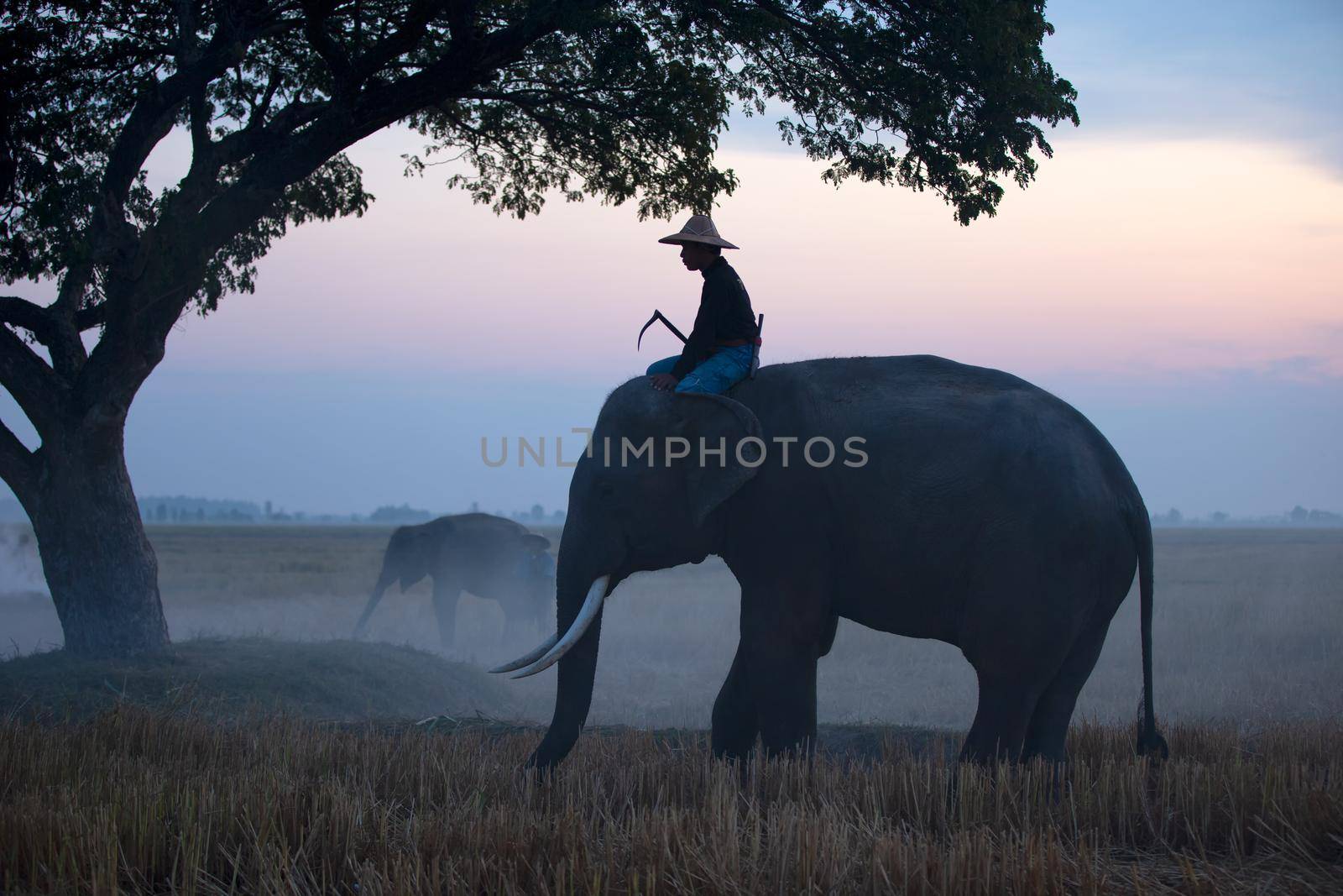 silhouette image of Elephant and mahout in the forest by chuanchai