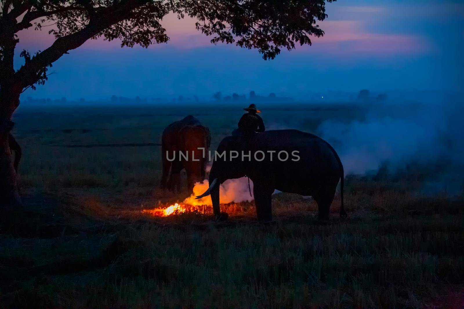 silhouette image of Elephant and mahout in the forest by chuanchai