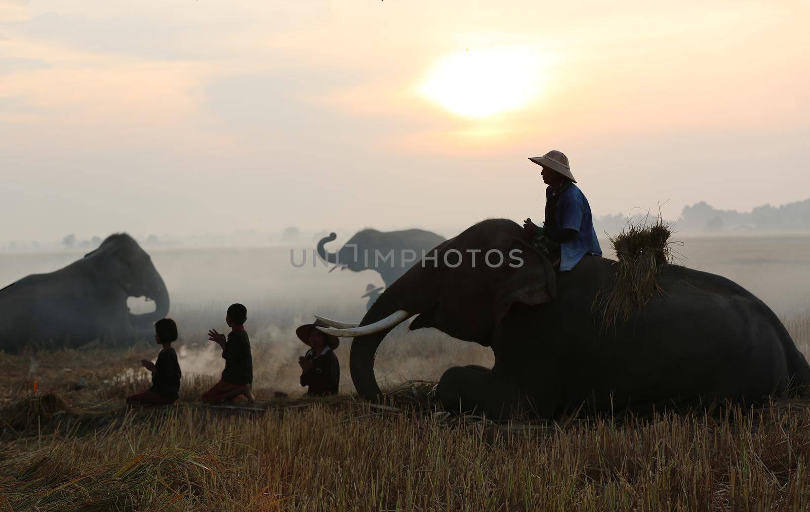 Thailand Countryside; Silhouette elephant on the background of sunset, elephant Thai in Surin Thailand. by chuanchai