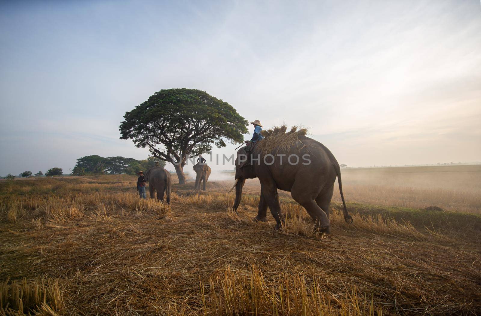 Thailand Countryside; Silhouette elephant on the background of sunset, elephant Thai in Surin Thailand.