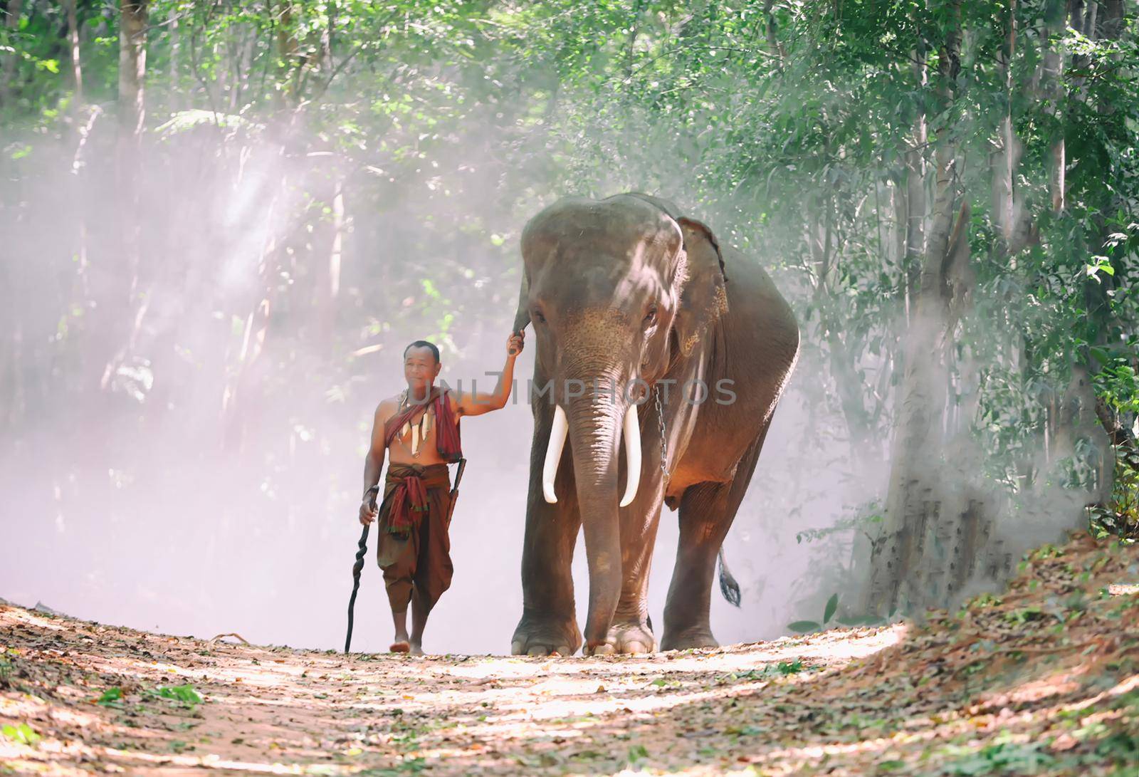 An elephant mahout and elephant walking through the haze in the jungle. Lifestyle of surin elephants village.