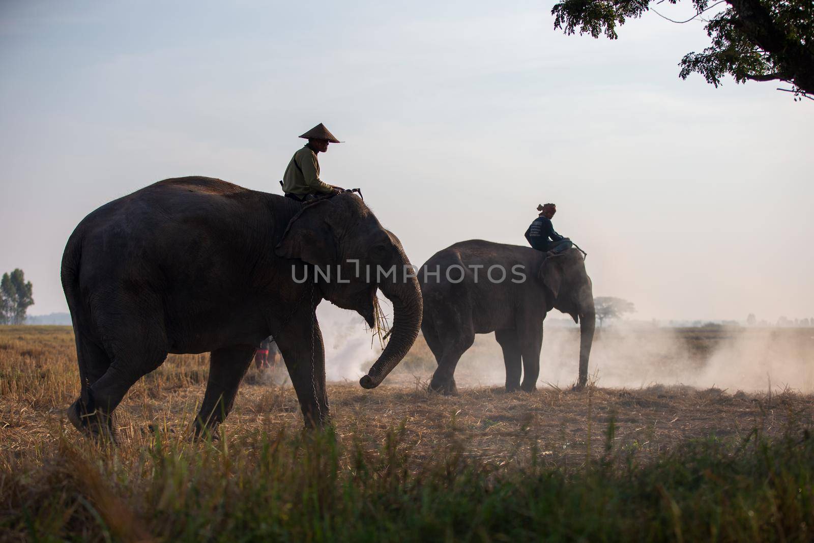 An elephant mahout and elephant walking through the haze in the jungle. Lifestyle of surin elephants village. by chuanchai