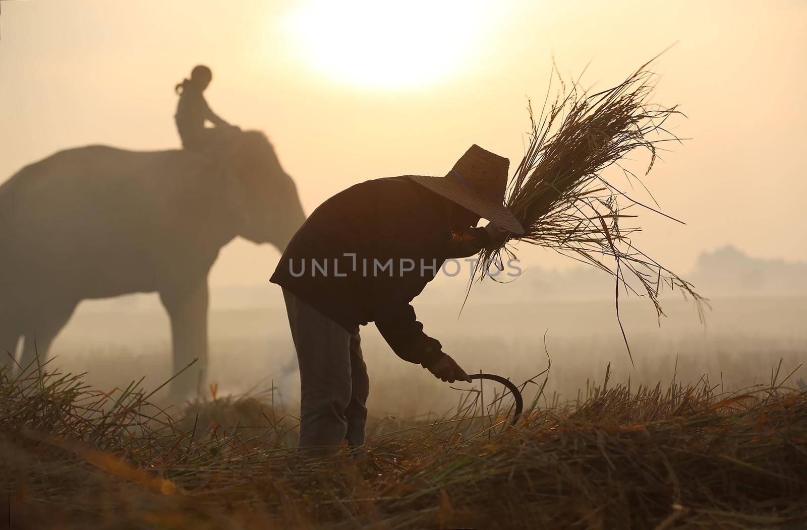 The silhouette of a person riding an elephant in a field near trees at the sunset time. Asian farmer working in the field. by chuanchai