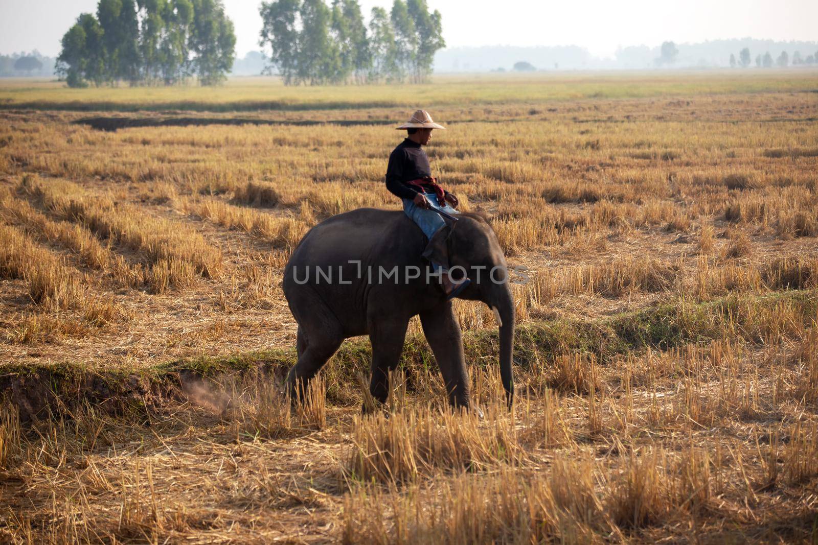 The silhouette of a person riding an elephant in a field near trees at the sunset time. Asian farmer working in the field. by chuanchai