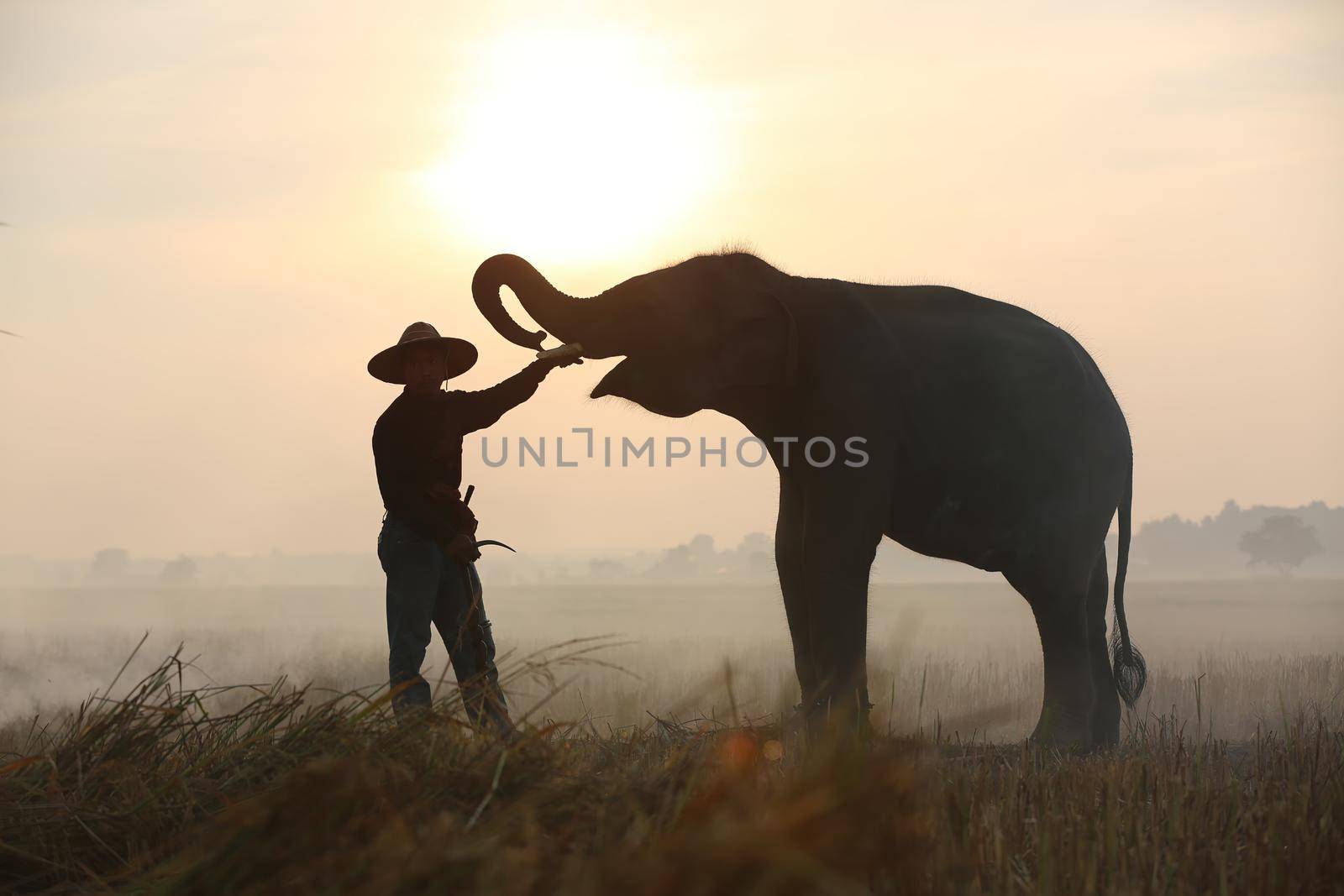 Thailand Countryside; Silhouette elephant on the background of sunset, elephant Thai in Surin Thailand. by chuanchai