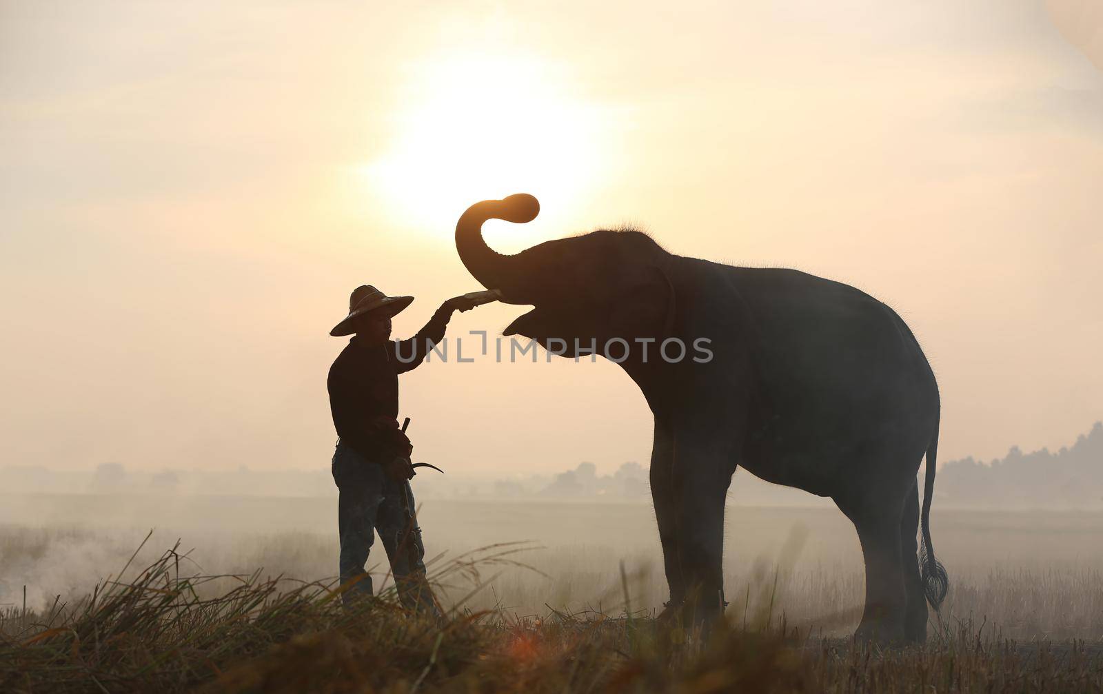 Thailand Countryside; Silhouette elephant on the background of sunset, elephant Thai in Surin Thailand.	
 by chuanchai