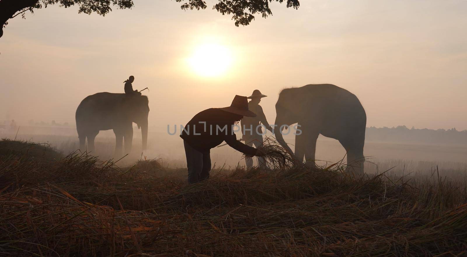 Thailand Countryside; Silhouette elephant on the background of sunset, elephant Thai in Surin Thailand.	
 by chuanchai