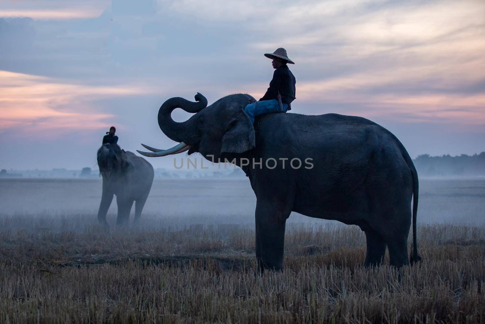 Thailand Countryside; Silhouette elephant on the background of sunset, elephant Thai in Surin Thailand.	
