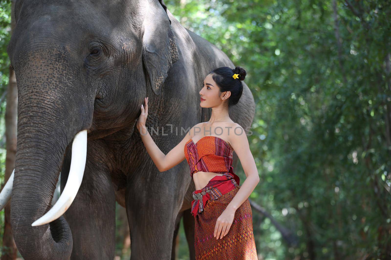 Portrait of Beautiful rural Thai woman wear Thai dress with elephant in Surin Province, Thailand by chuanchai