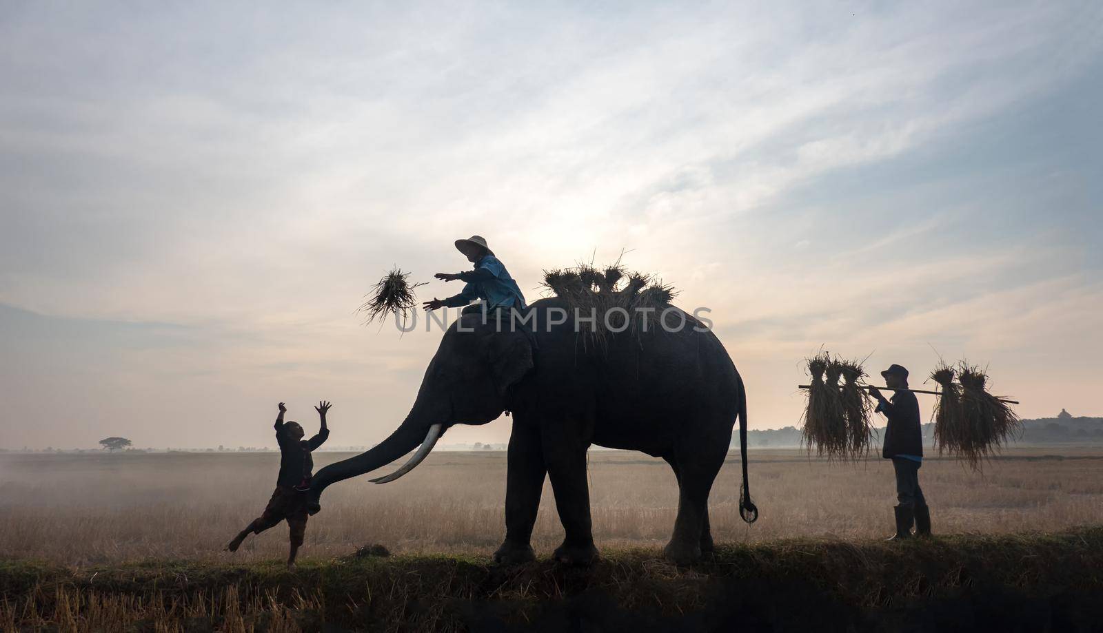 Farmers harvest in the rice field
 by chuanchai