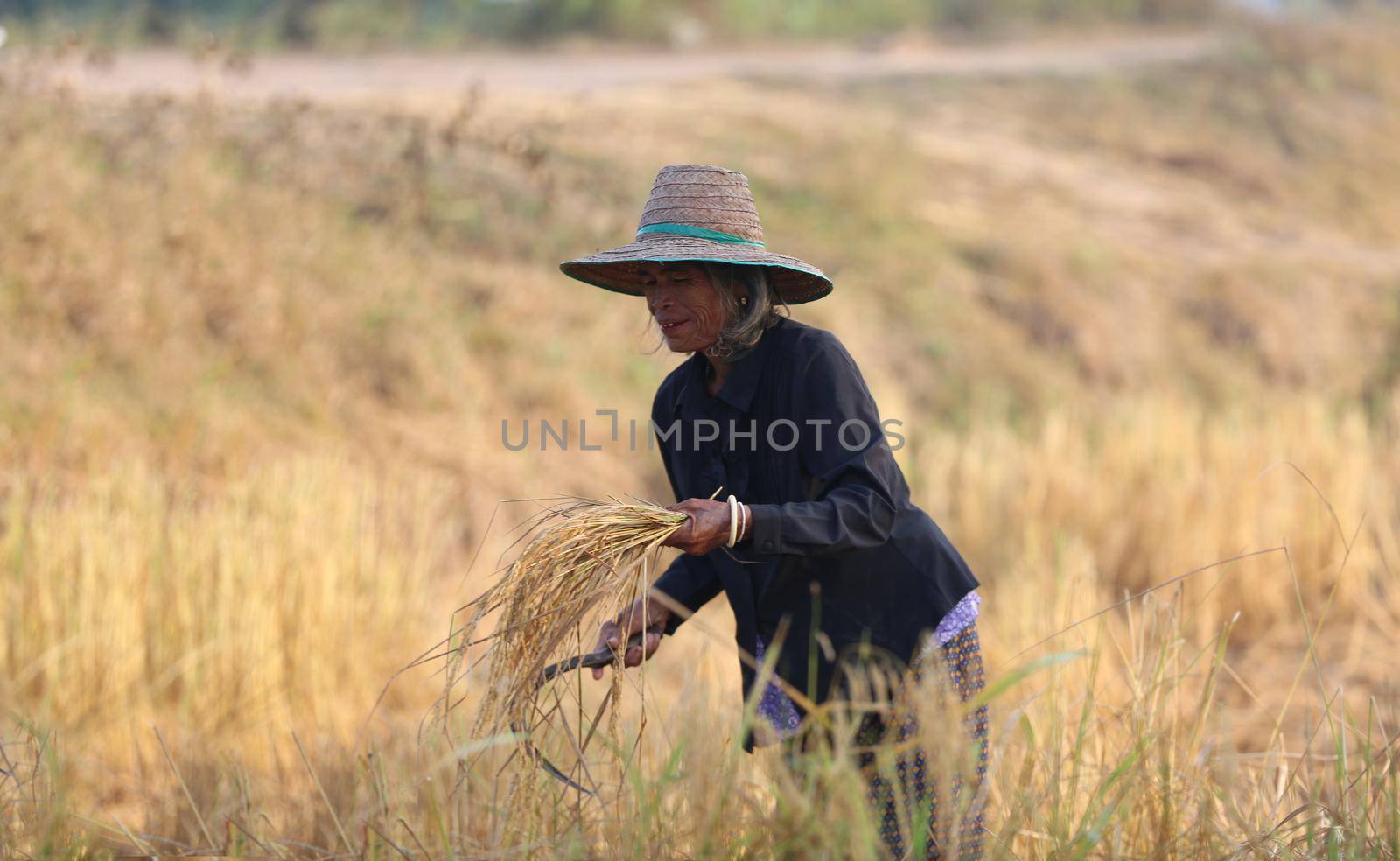 Farmers harvest in the rice field
 by chuanchai