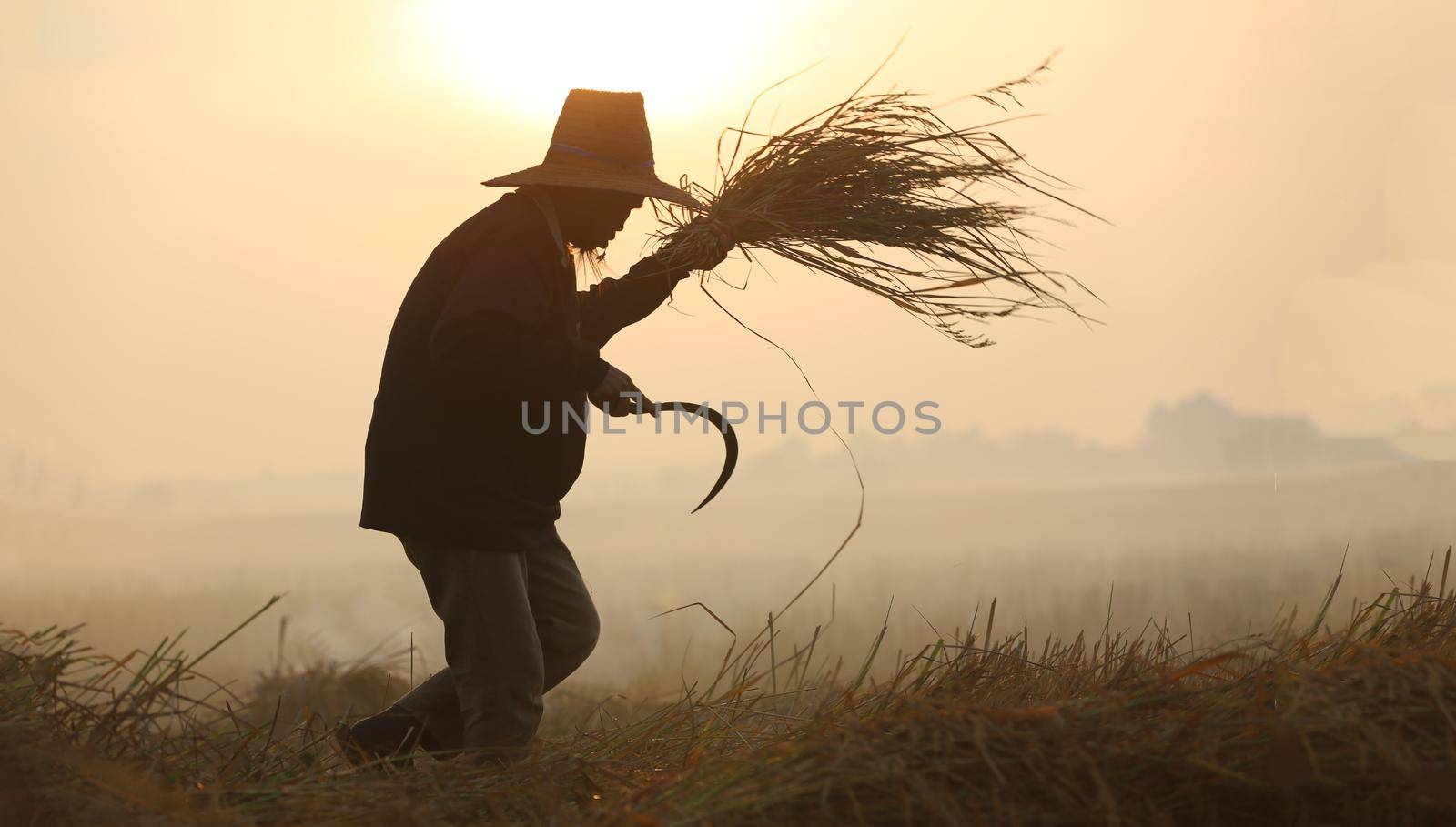 Farmers in Thailand.
Thailand Countryside; Silhouette elephant on the background of sunset, elephant Thai in Surin Thailand.