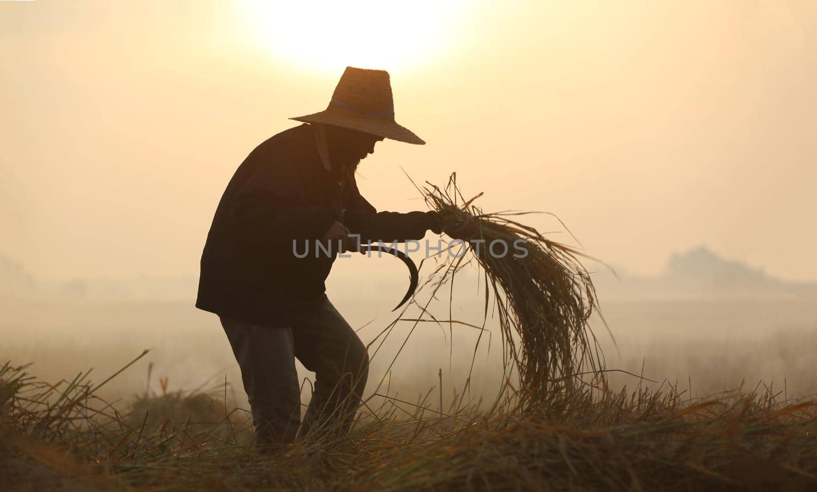 Farmers harvest in the rice field
 by chuanchai