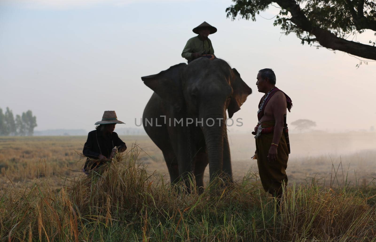 Farmers in Thailand.
Thailand Countryside; Silhouette elephant on the background of sunset, elephant Thai in Surin Thailand.