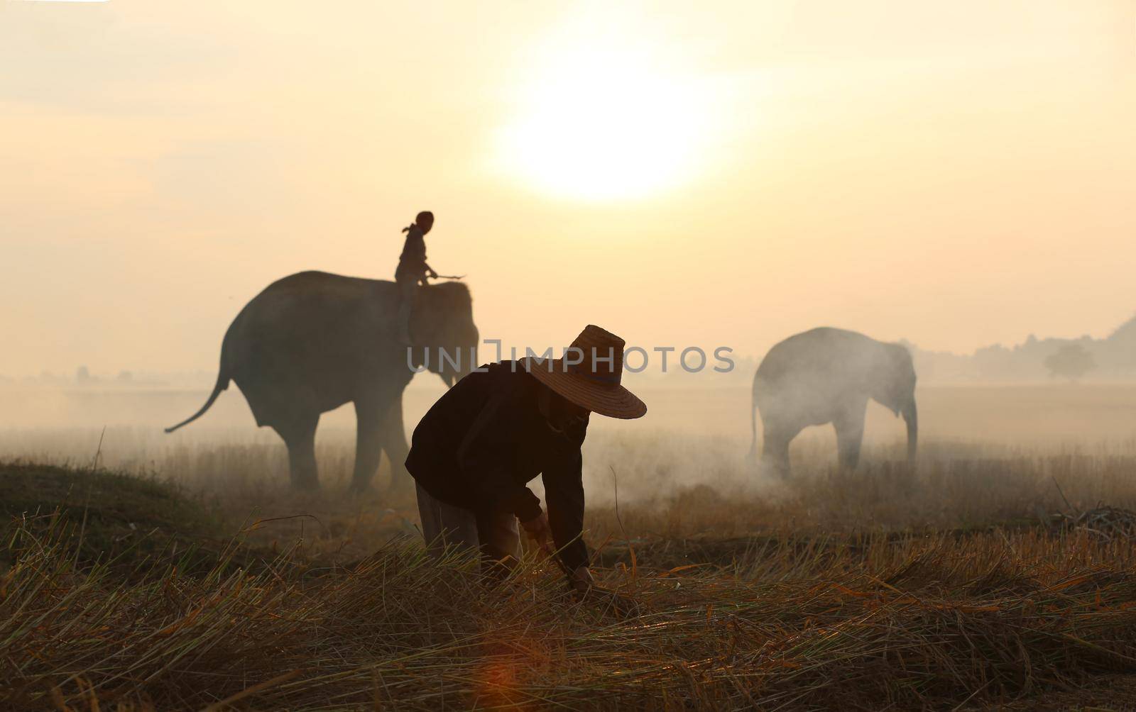 Farmers in Thailand.
Thailand Countryside; Silhouette elephant on the background of sunset, elephant Thai in Surin Thailand.