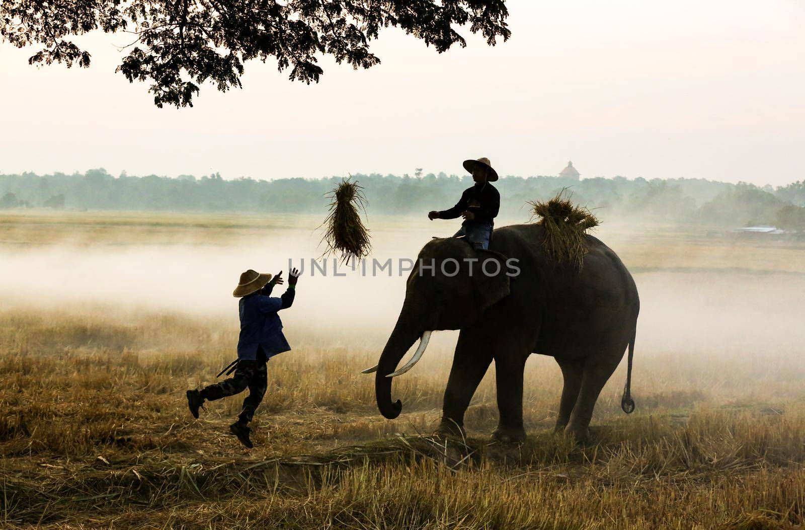 Farmers harvest in the rice field
 by chuanchai