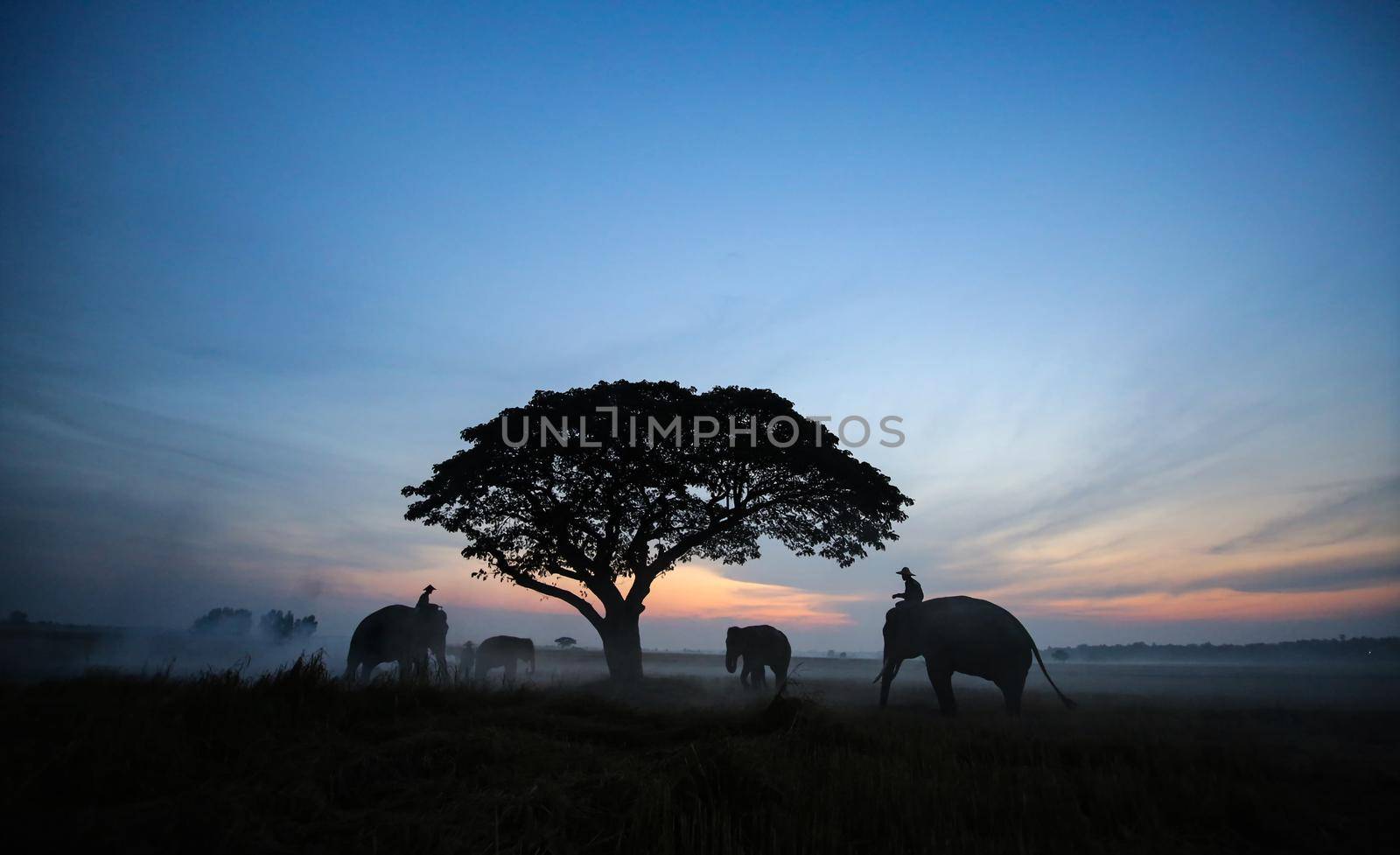 Farmers in Thailand.
Thailand Countryside; Silhouette elephant on the background of sunset, elephant Thai in Surin Thailand.