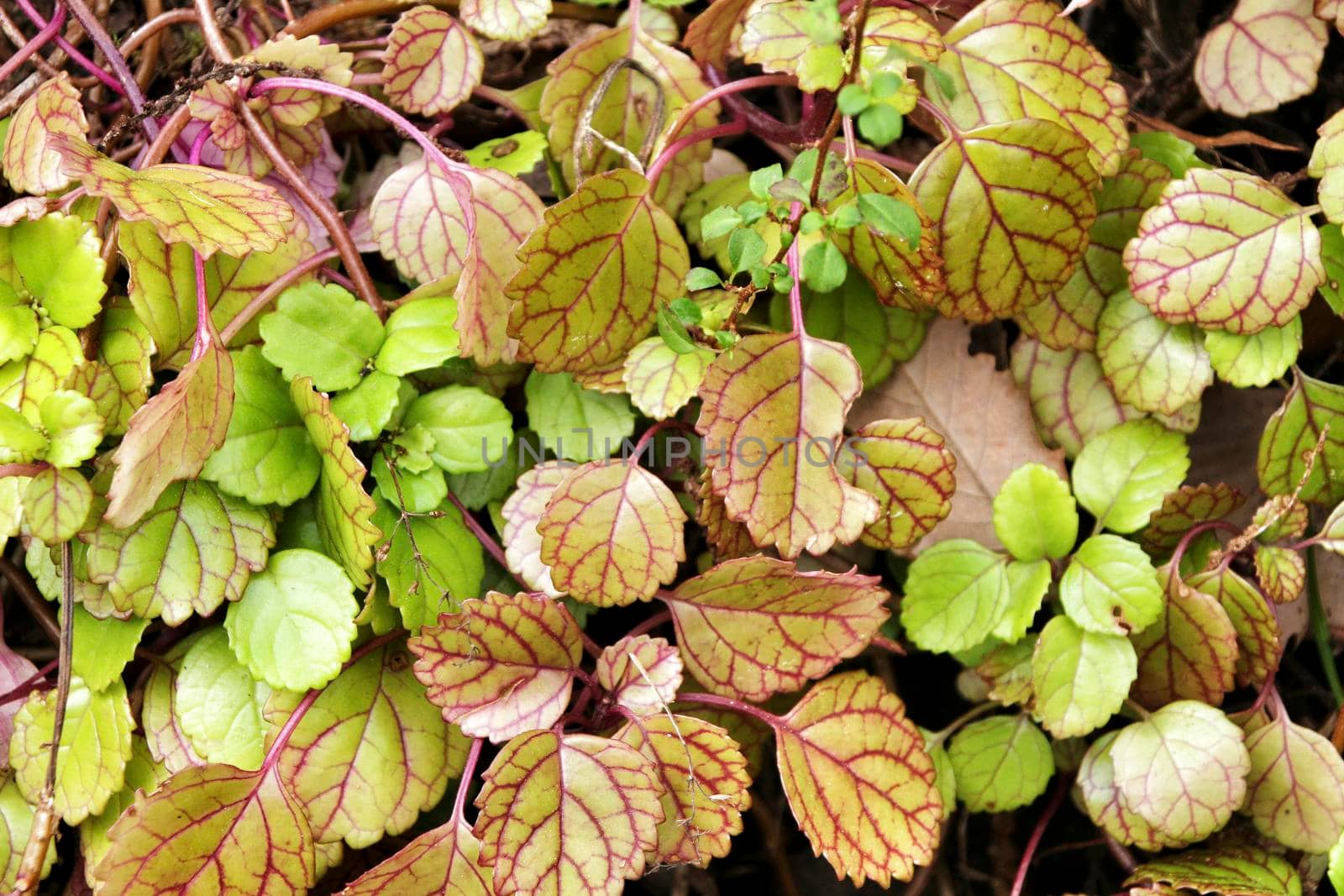 Plectranthus Verticillatus plant in the garden by soniabonet