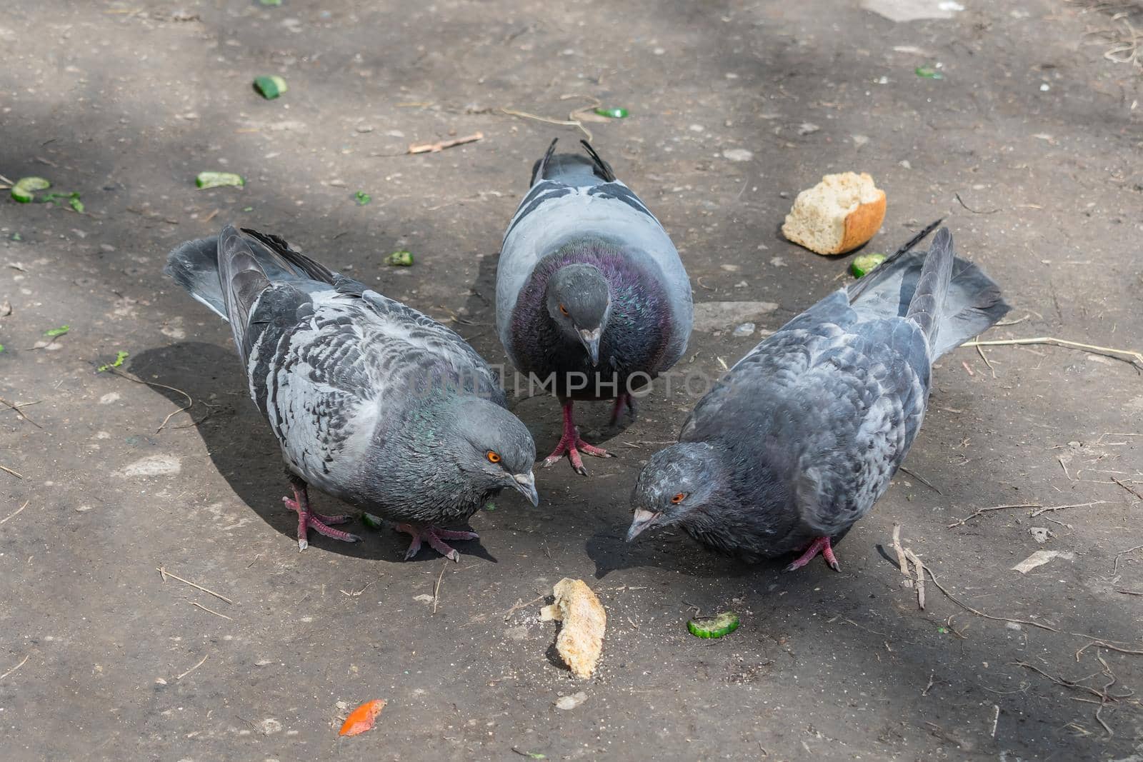 Two gray pigeons eat a piece of bread on the ground, the third is watching them