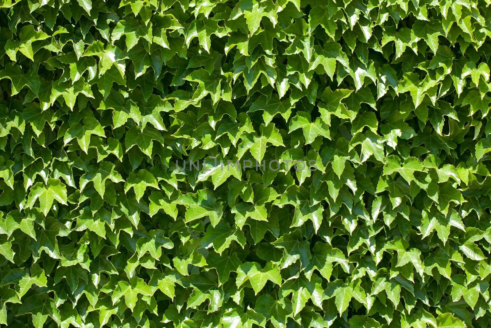 Green wall  by kornienko