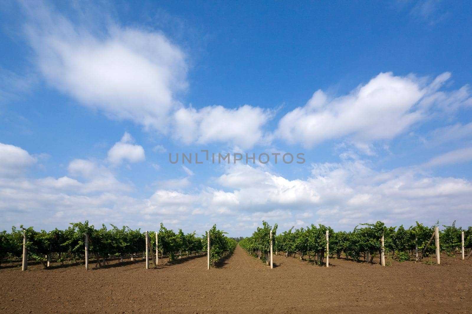 Rows of green vines in a vineyard in rural 