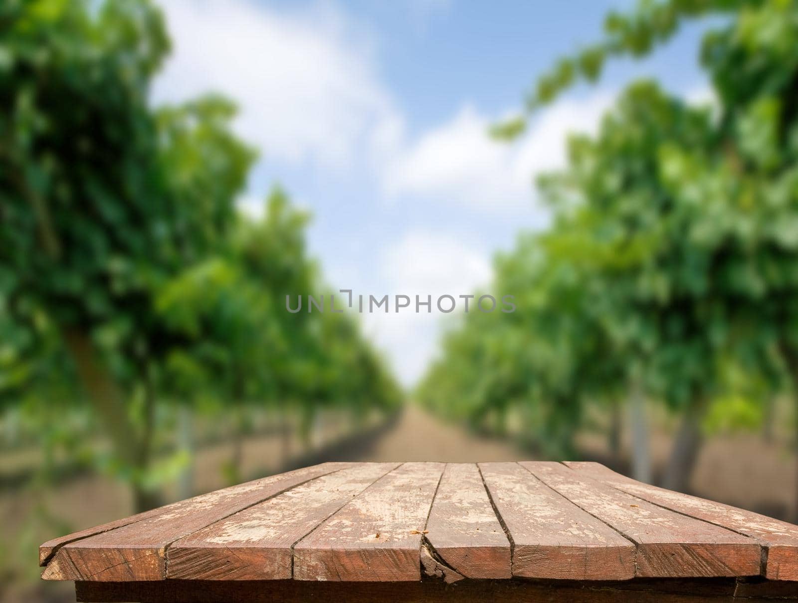 an empty table on the background of green vineyards