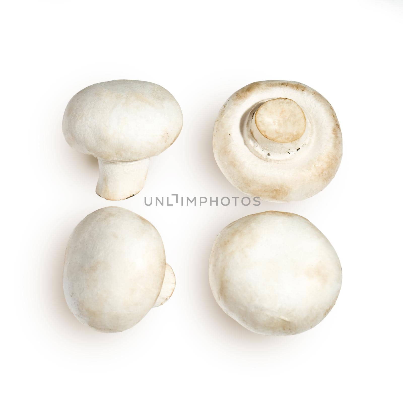 four white mushrooms isolated on white, clipping path