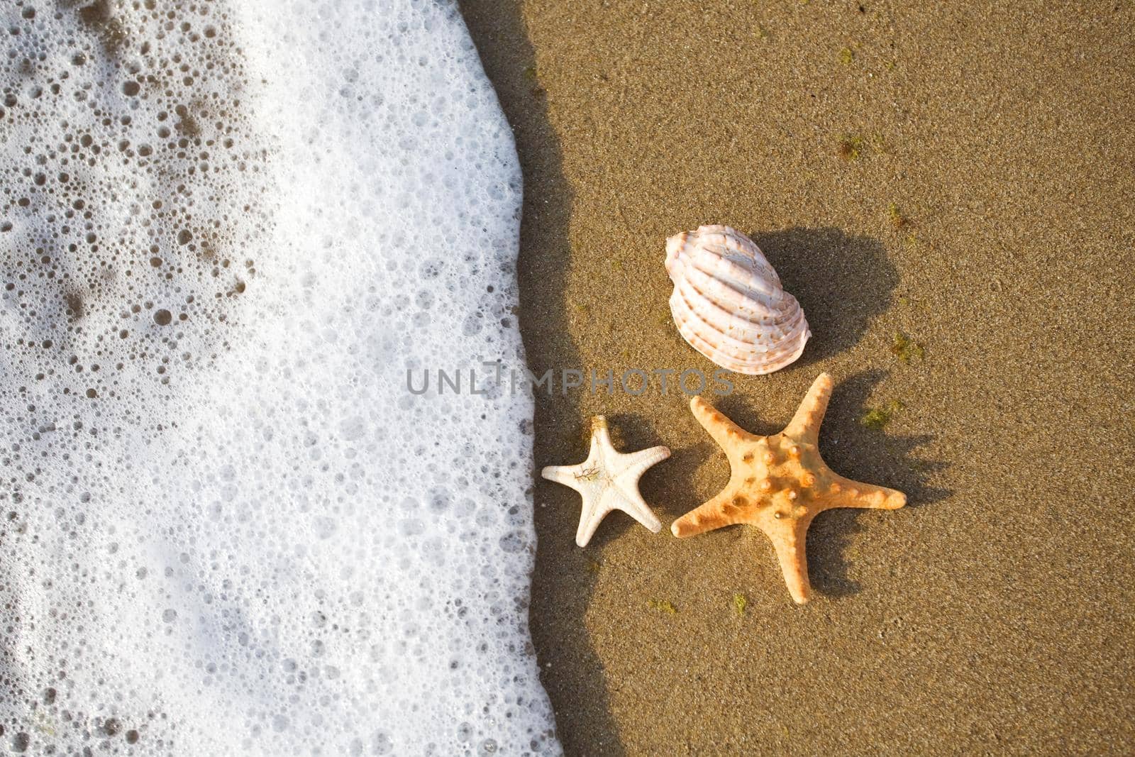 shells on the shore by kornienko