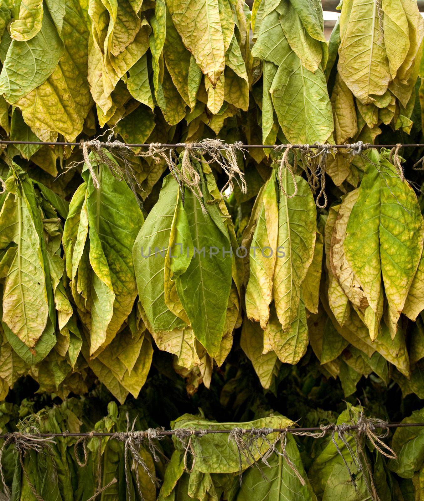 The classic method of drying tobacco